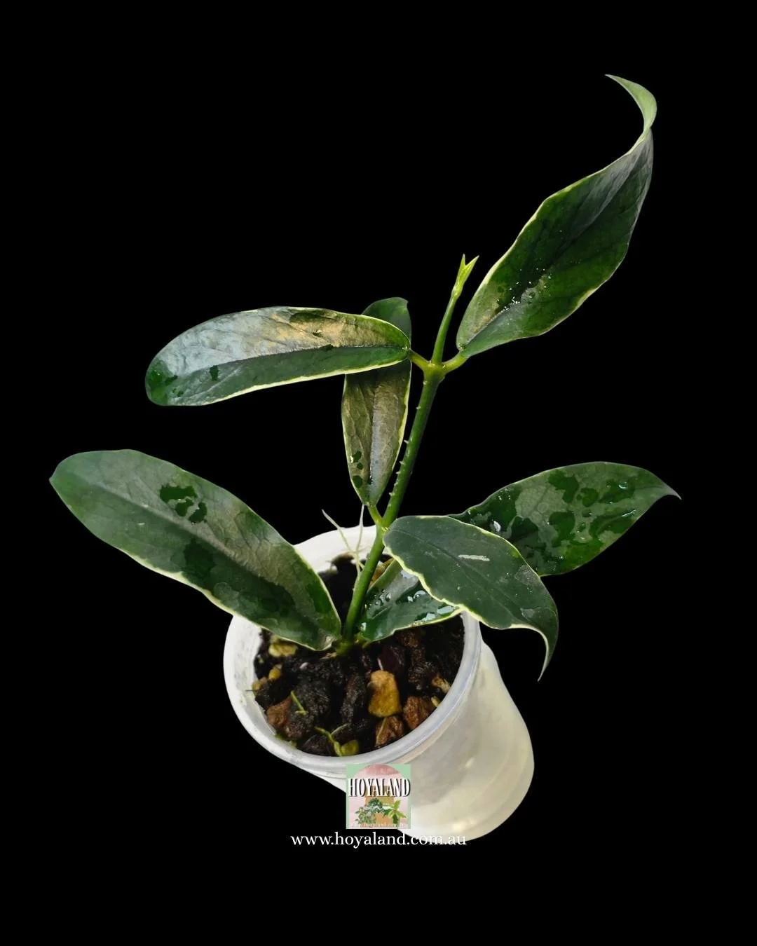 Rare thin leaf variegated Hoya dennisii Frida - Good Variegation